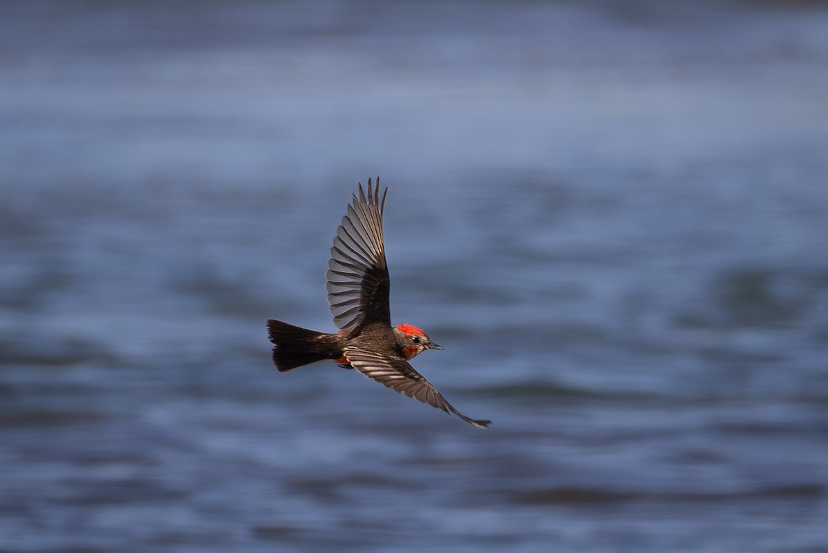 Vermilion Flycatcher - ML637846542