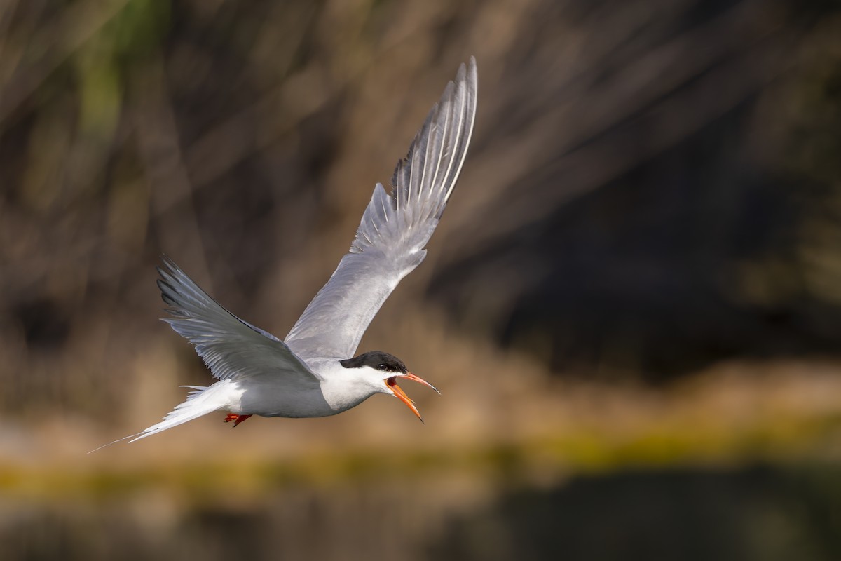 Common Tern - ML637846547