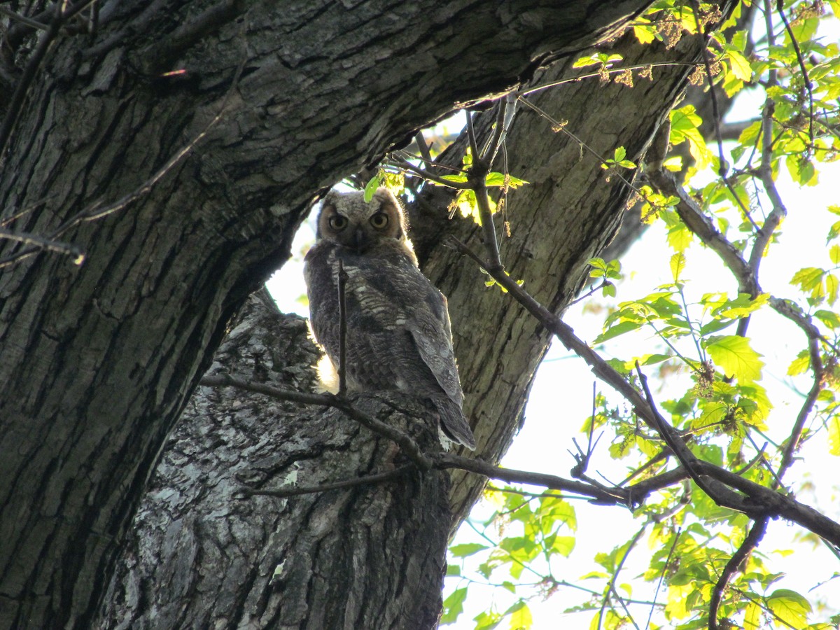 Great Horned Owl - ML637846554