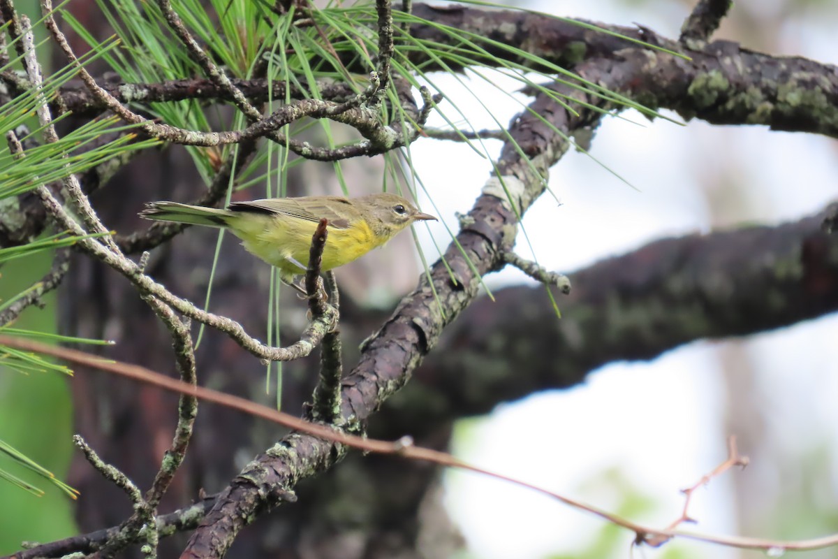 Prairie Warbler - ML637846588