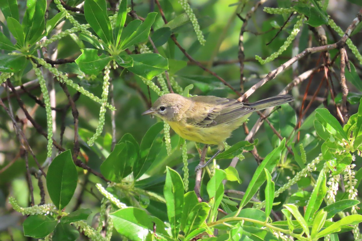 Prairie Warbler - ML637846595