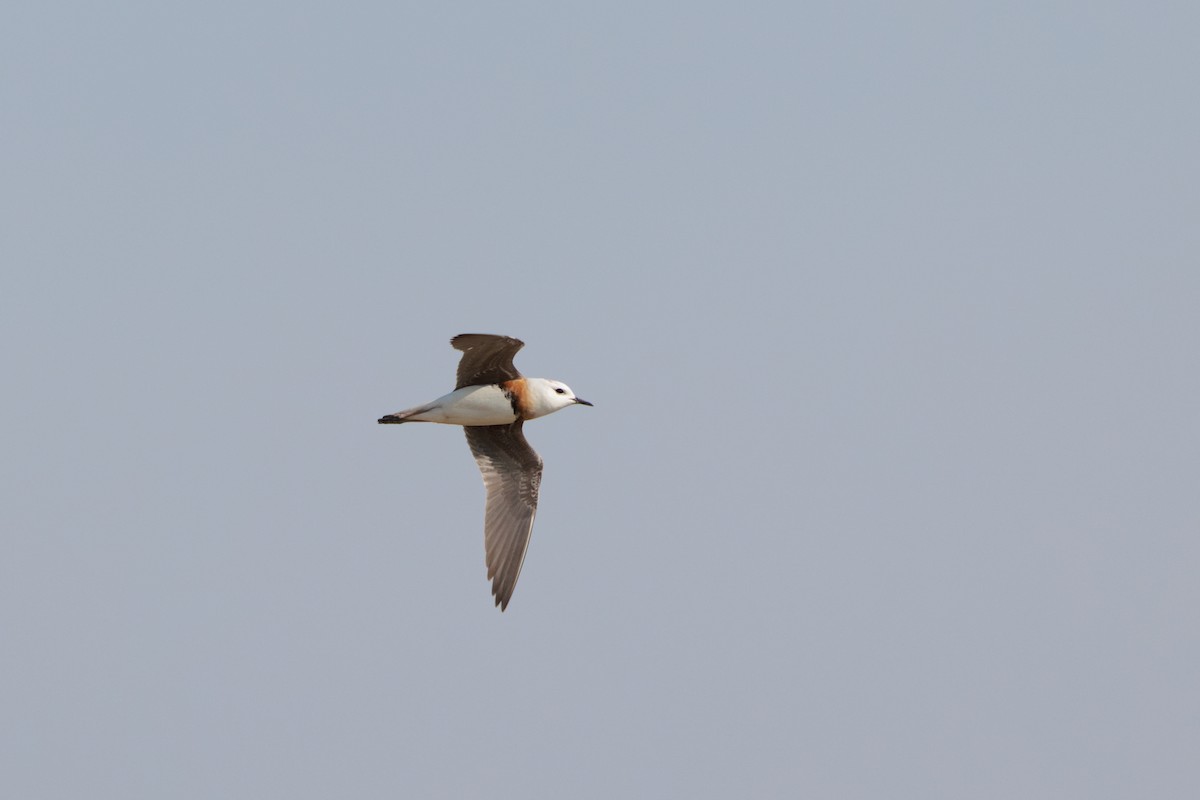 Oriental Plover - ML637846606