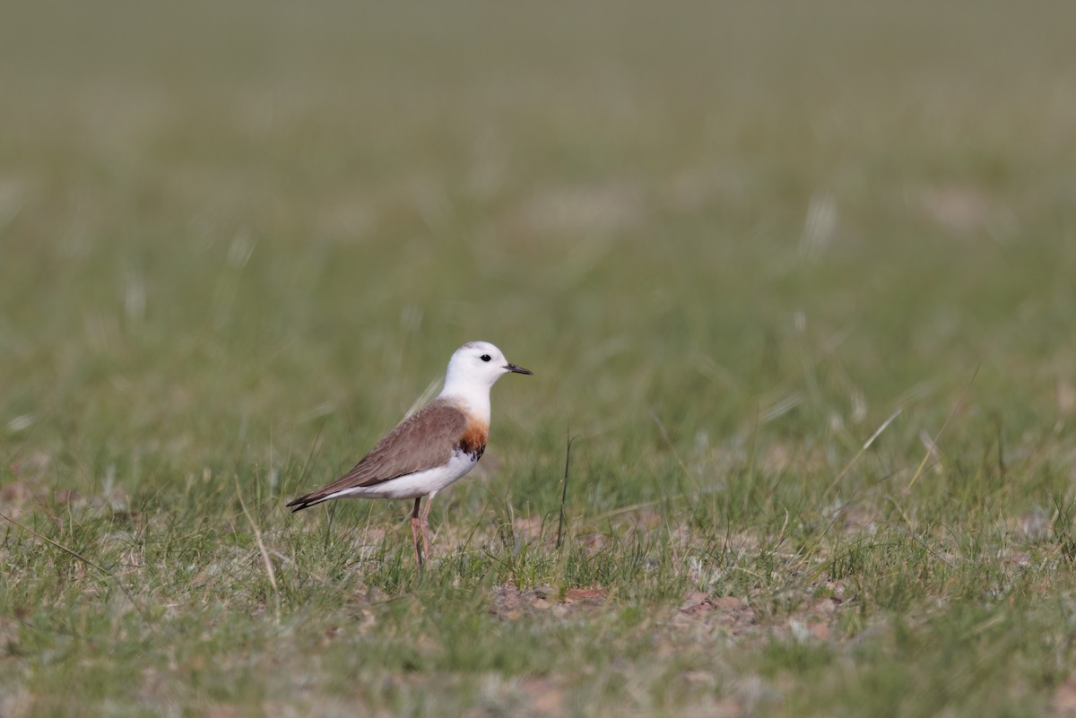 Oriental Plover - ML637846607