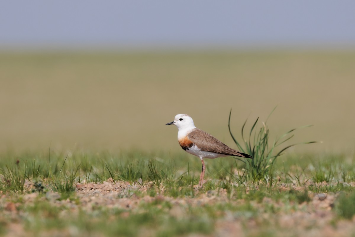 Oriental Plover - ML637846608