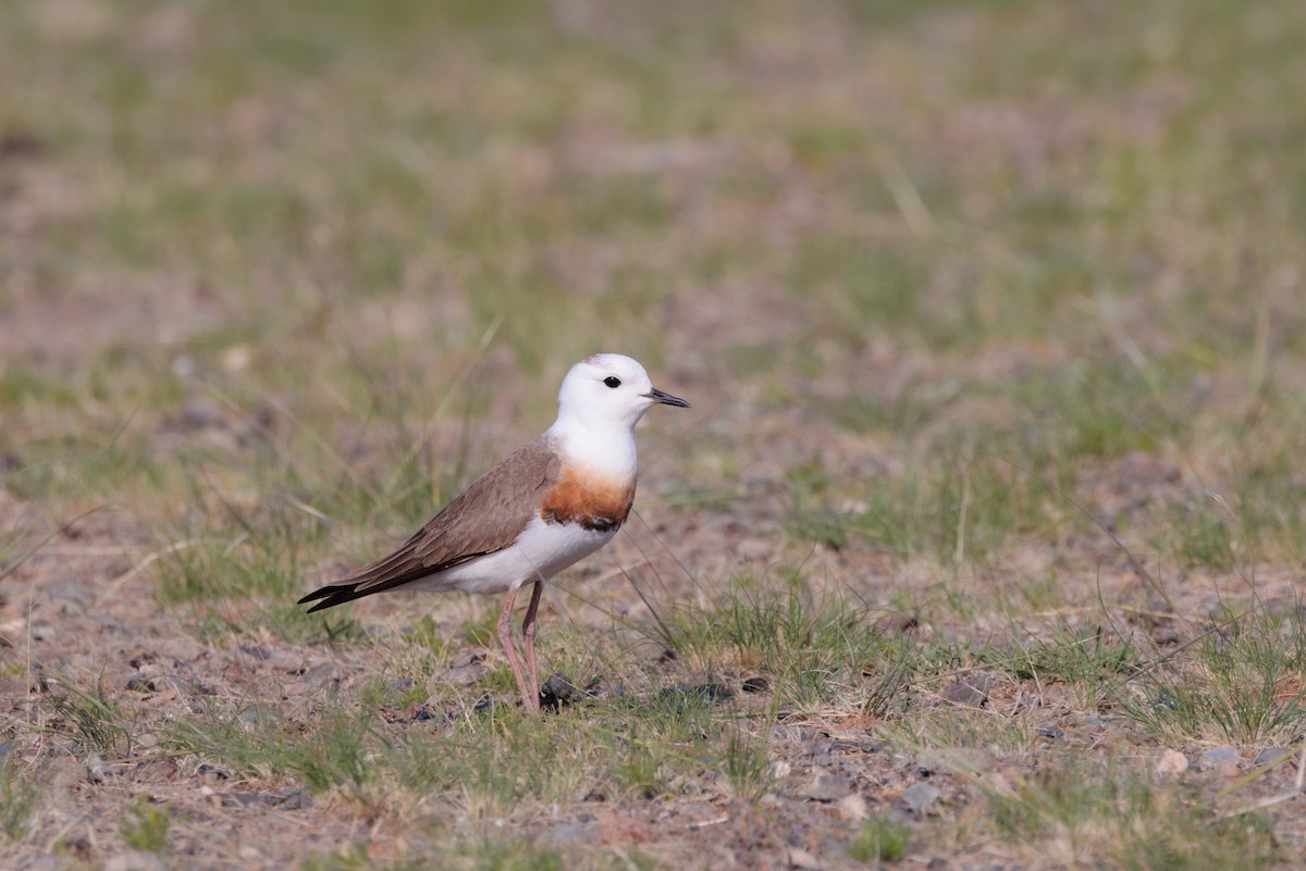 Oriental Plover - ML637846609