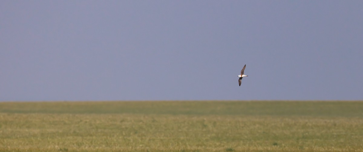 Oriental Plover - ML637846620