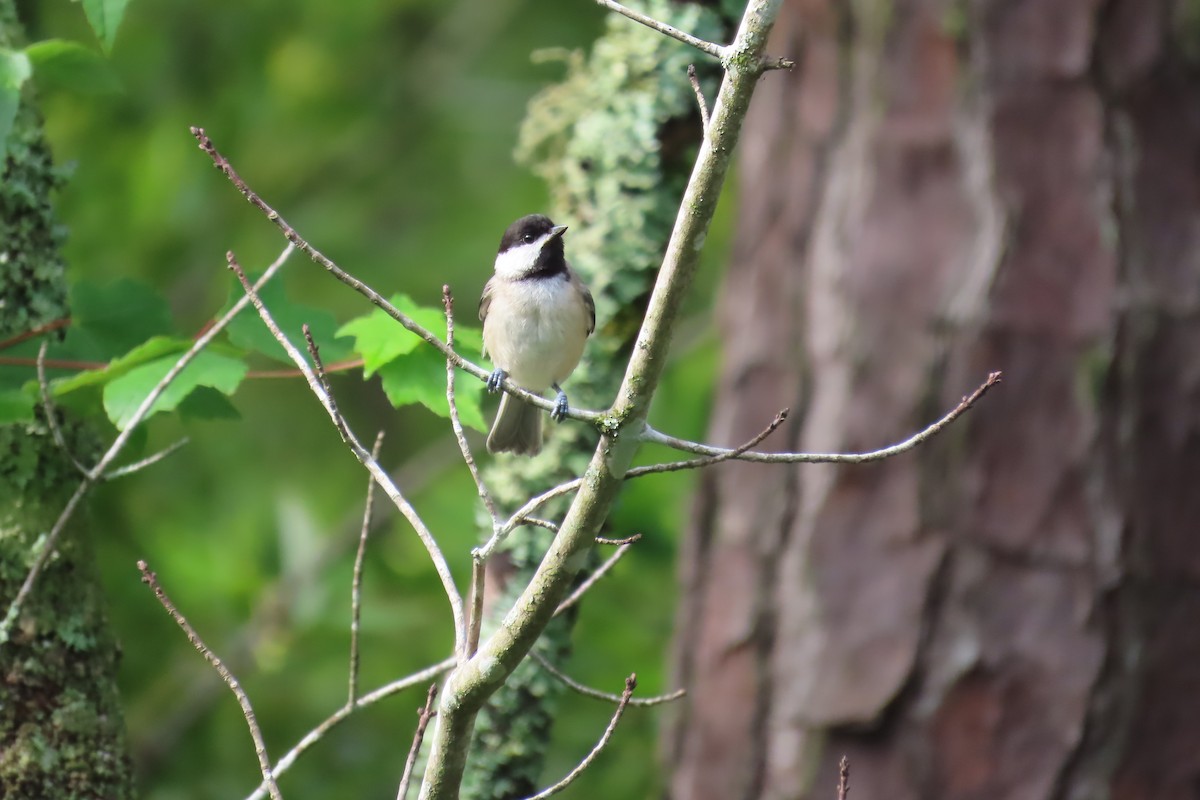 Carolina Chickadee - ML637846621