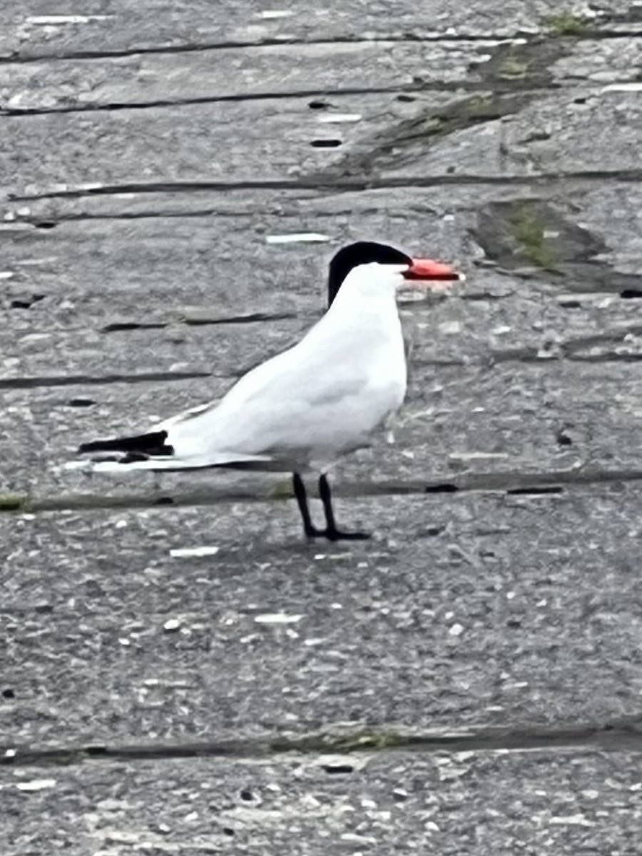 rybák velkozobý - ML637846627