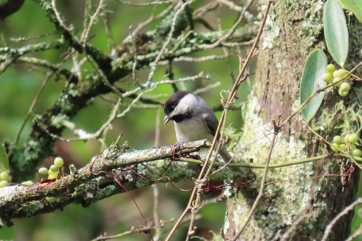 Carolina Chickadee - ML637846636