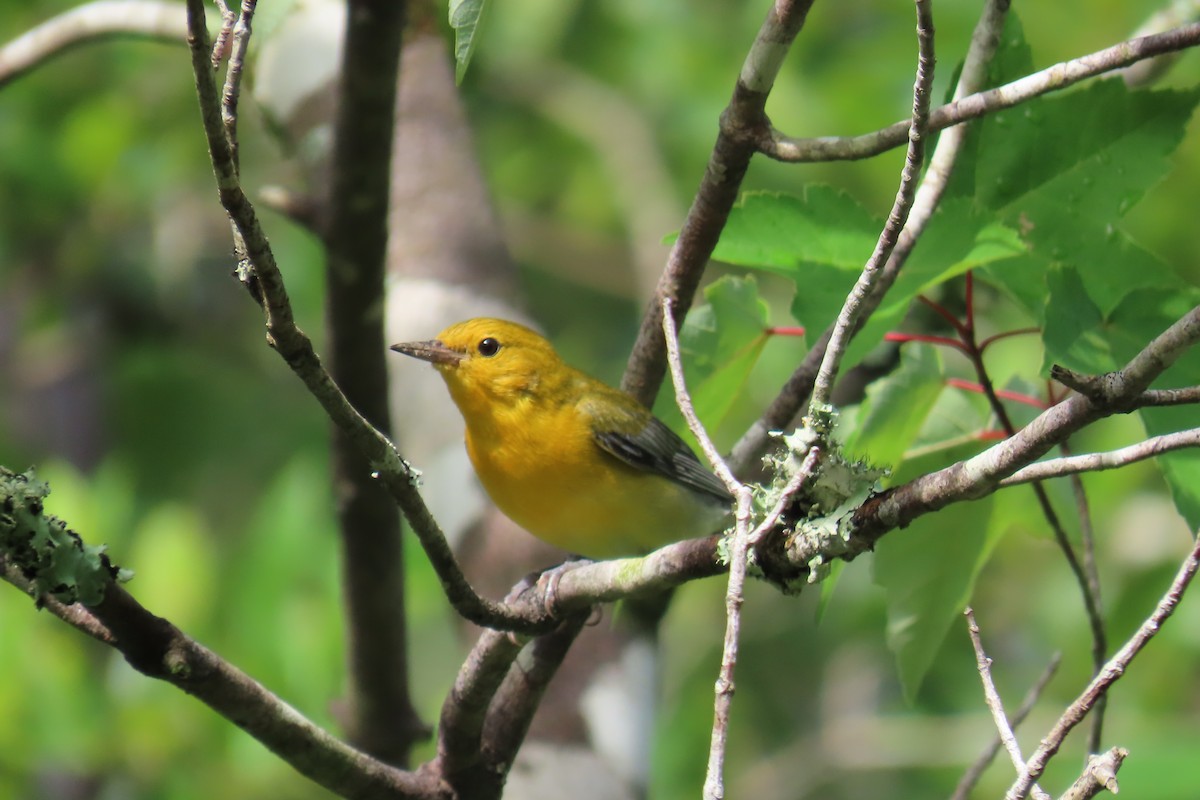 Prothonotary Warbler - ML637846653