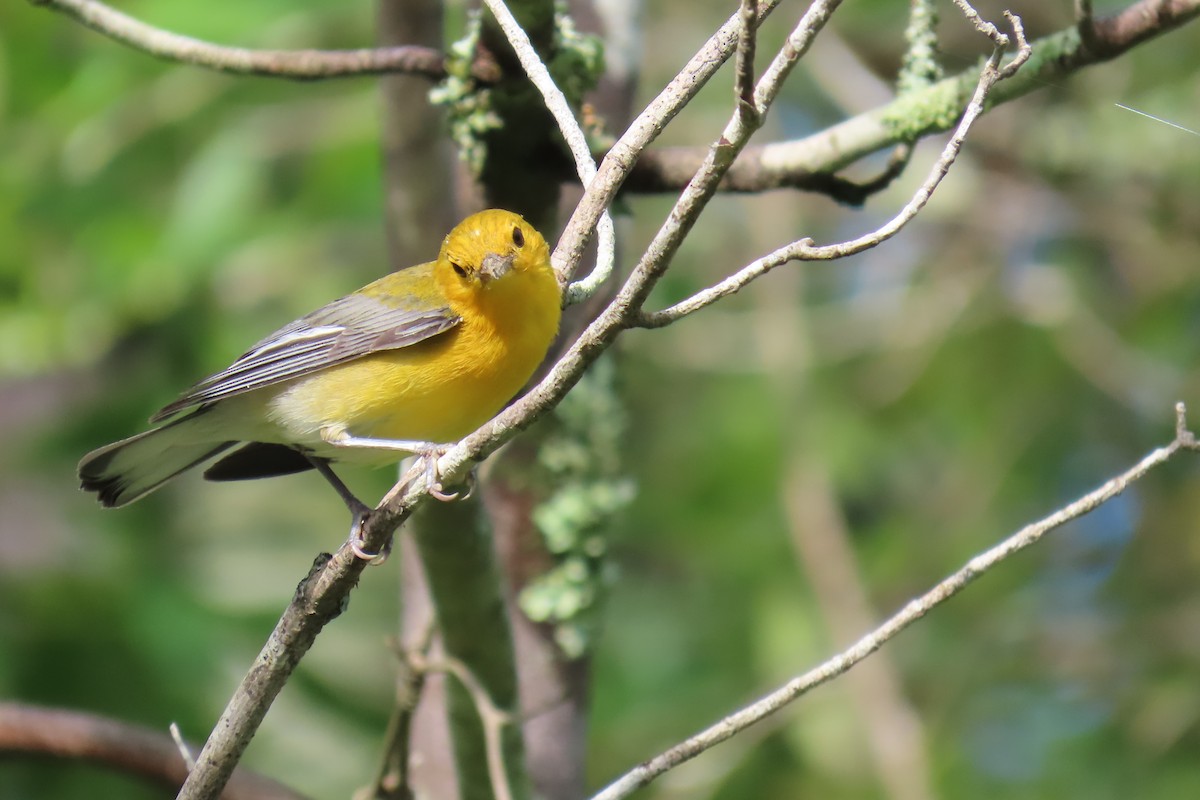 Prothonotary Warbler - ML637846661