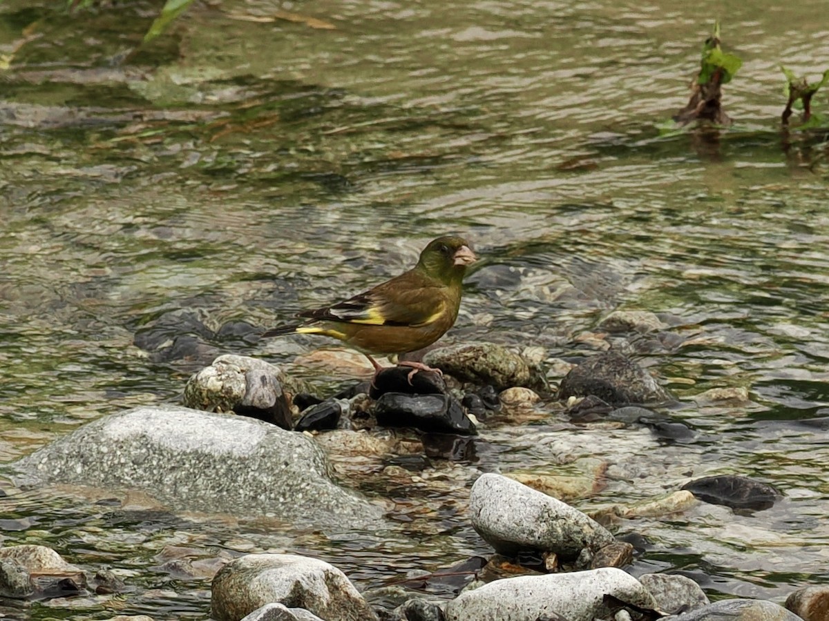 Oriental Greenfinch - ML637846692
