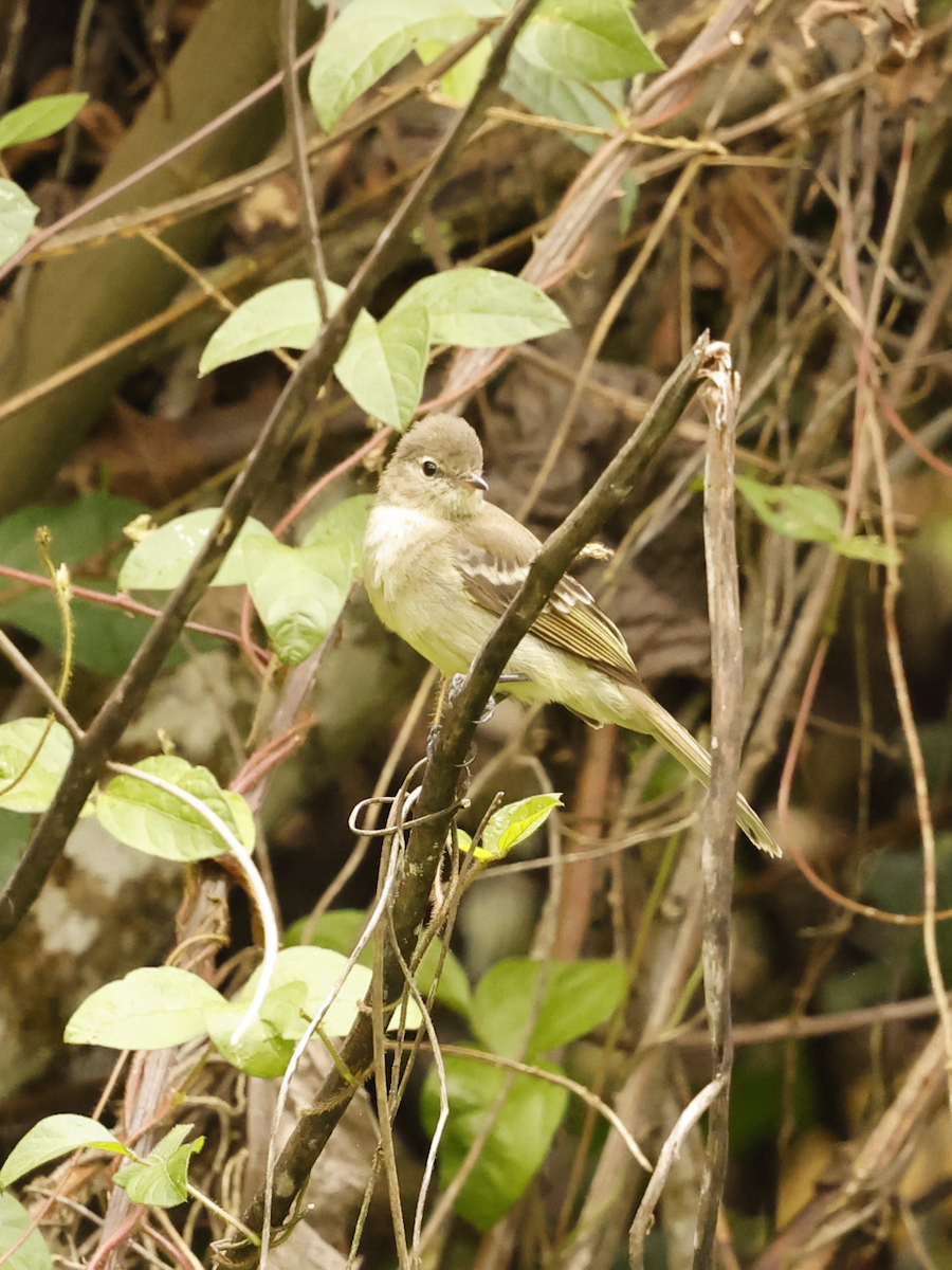 Highland Elaenia - ML637846722