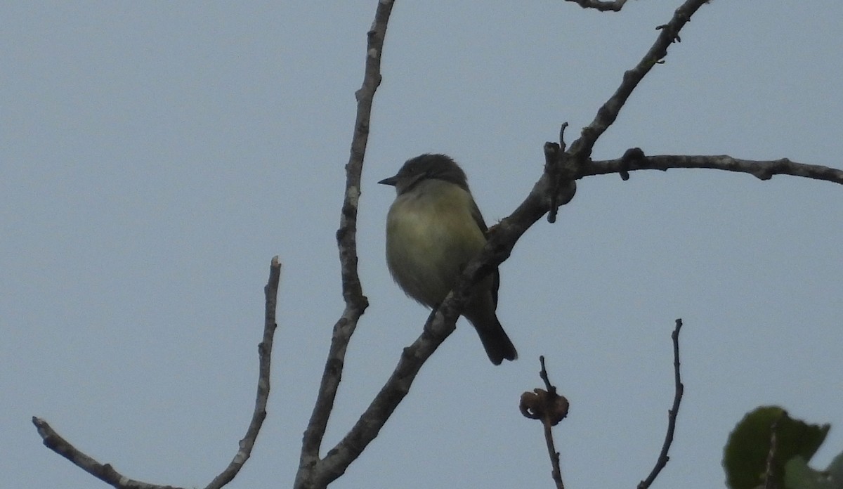 Black-faced Dacnis (Black-faced) - ML637846730