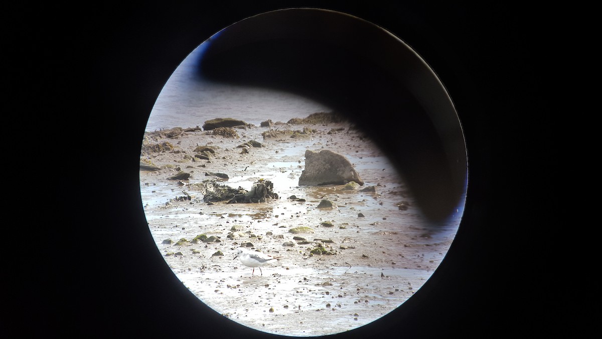 Bonaparte's Gull - ML637846777