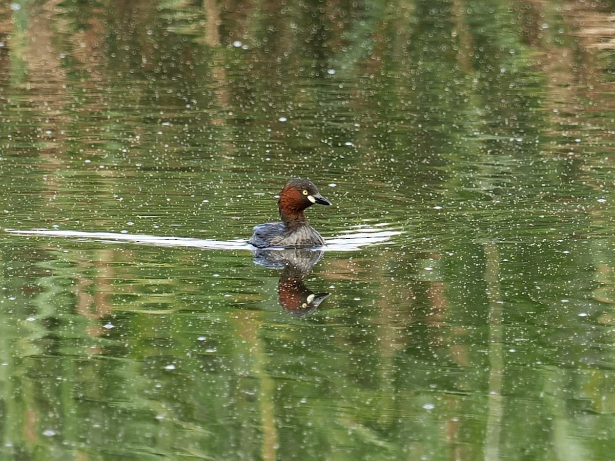 Little Grebe - ML637846791