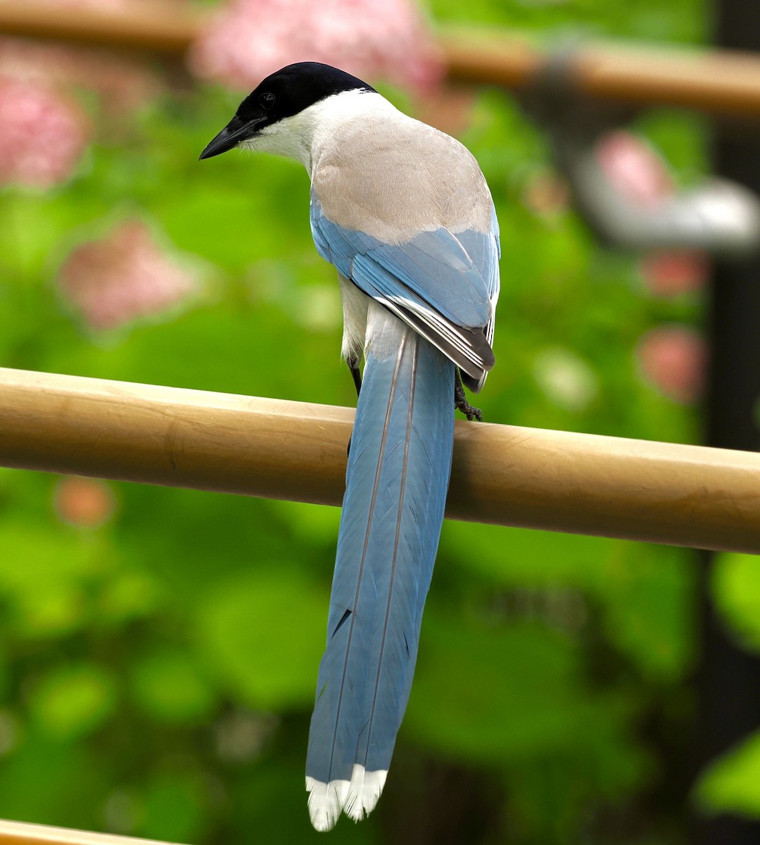 Azure-winged Magpie - ML637846833
