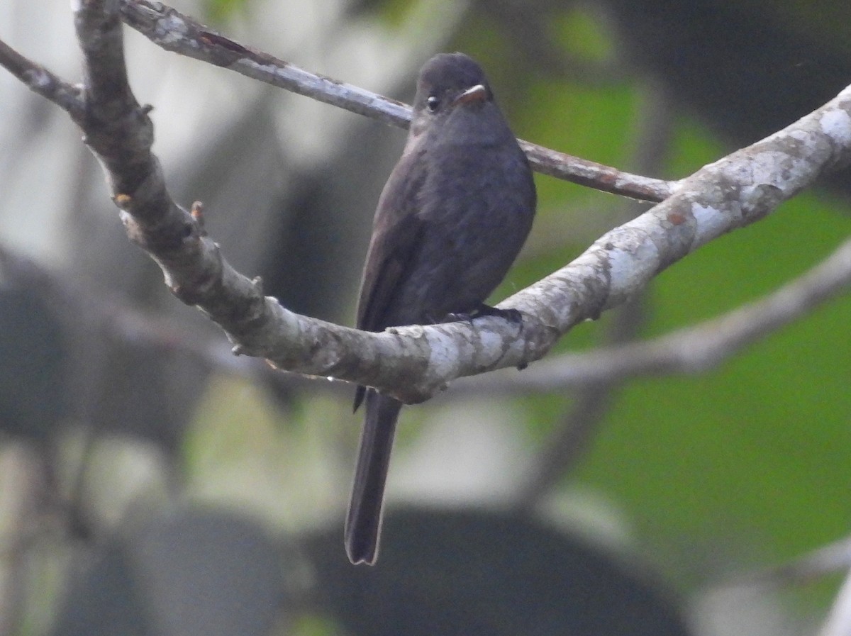 Blackish Pewee - ML637846851