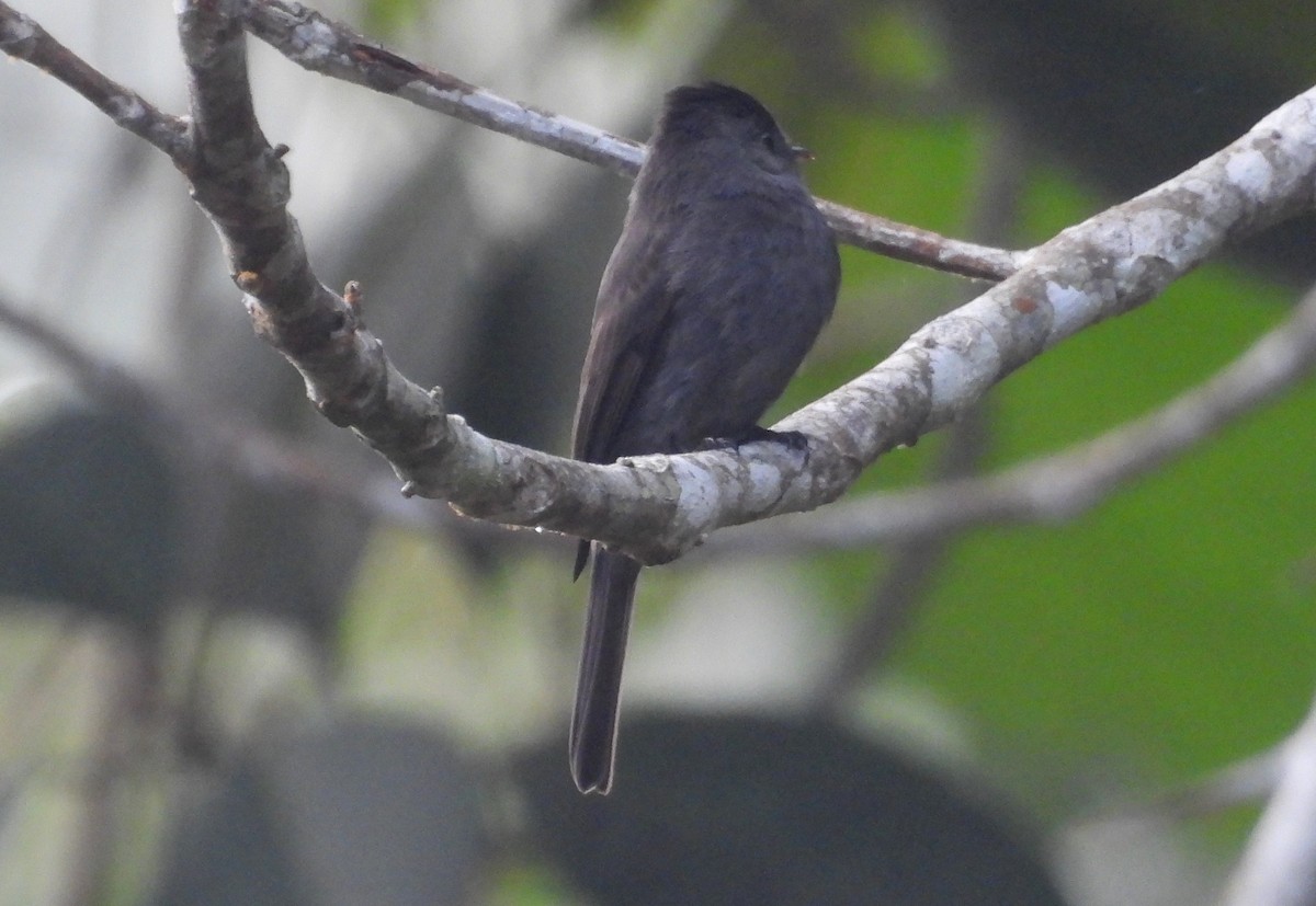 Blackish Pewee - ML637846852