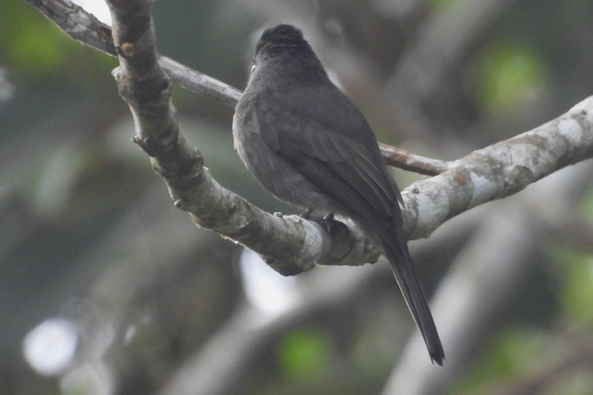 Blackish Pewee - ML637846853