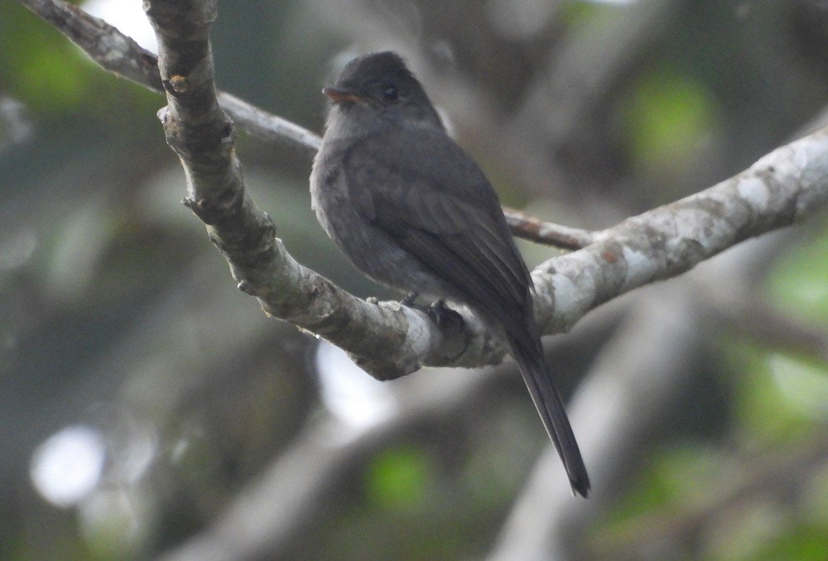 Blackish Pewee - ML637846854