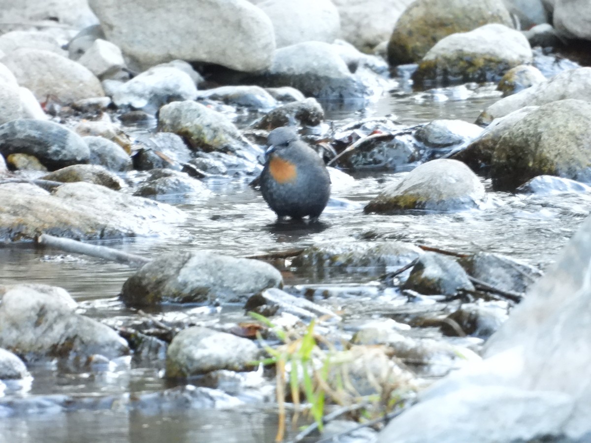Rufous-throated Dipper - ML637846863