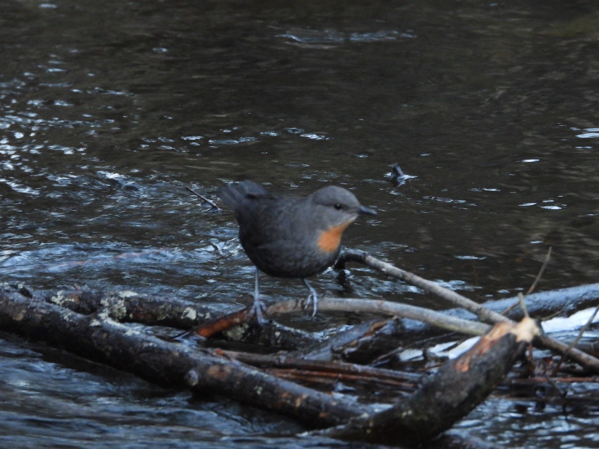 Rufous-throated Dipper - ML637846864