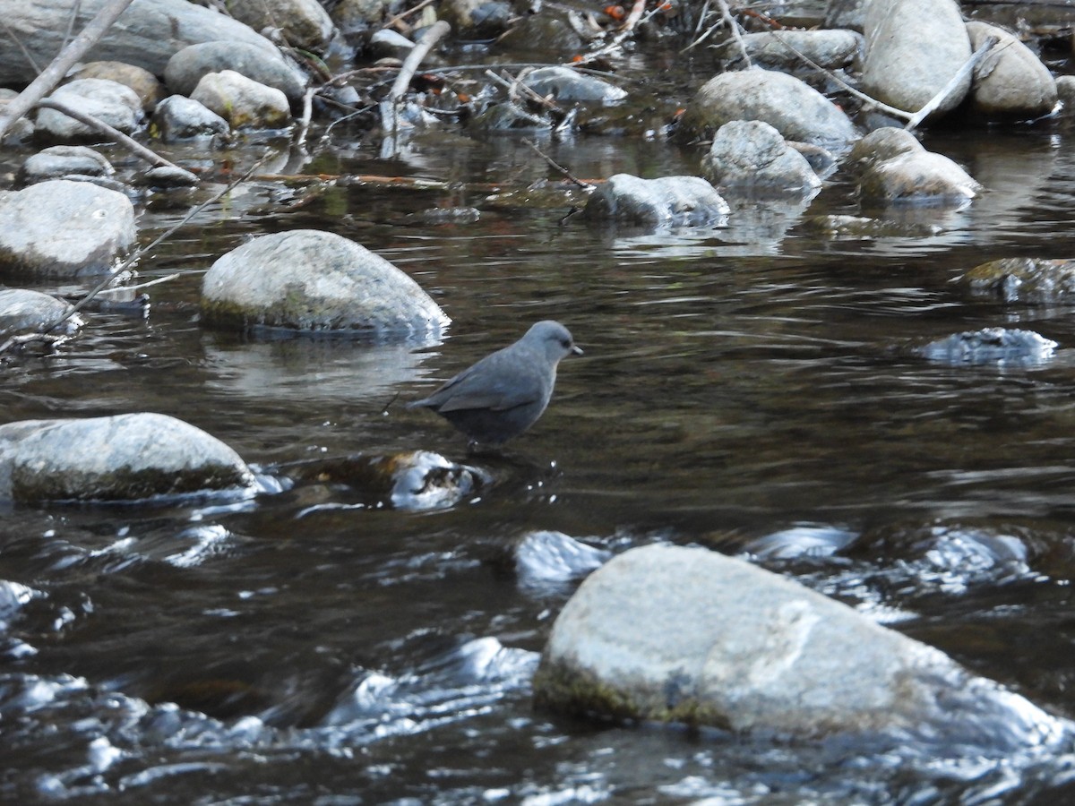 Rufous-throated Dipper - ML637846865