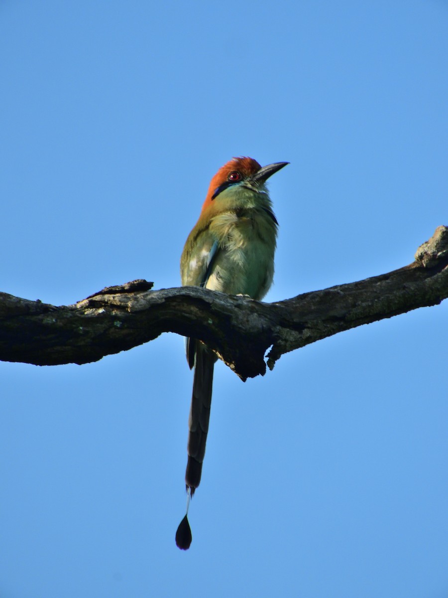 Russet-crowned Motmot - ML637846889