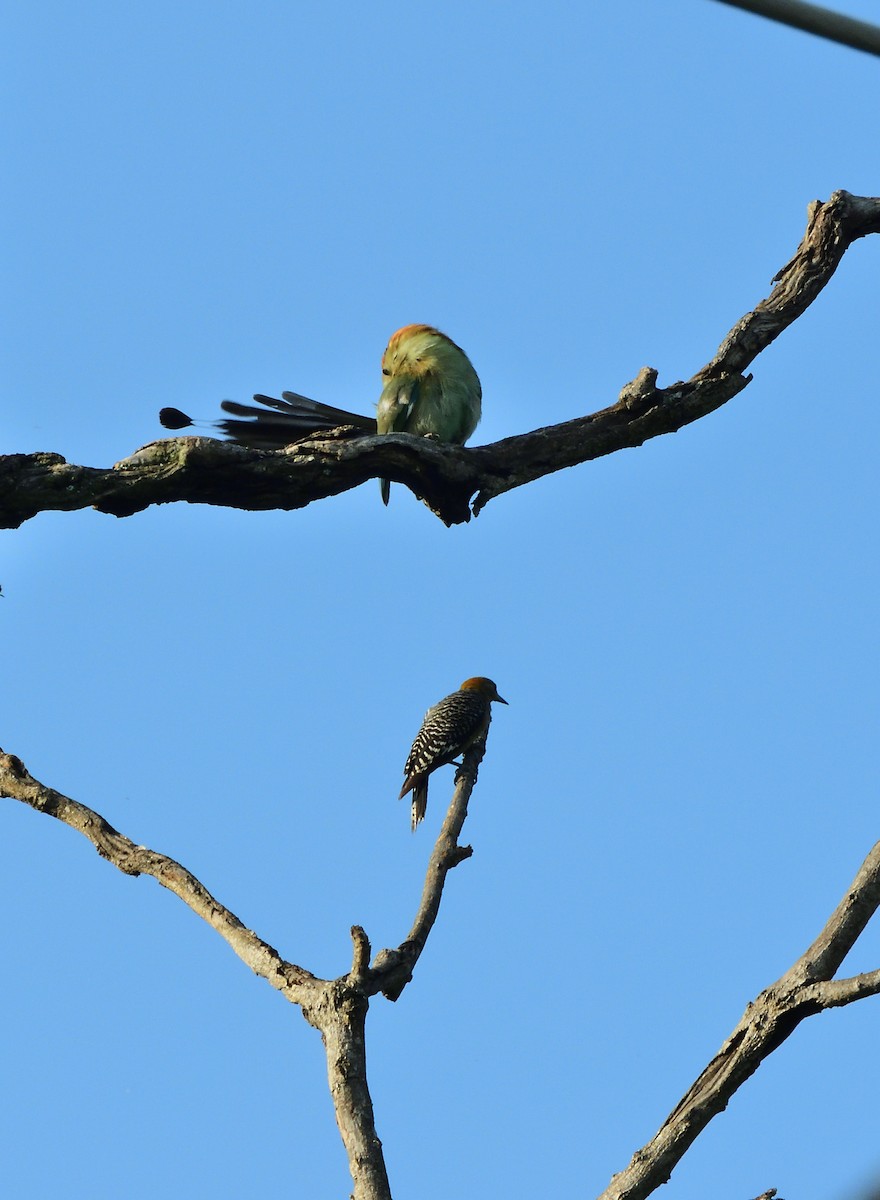 Russet-crowned Motmot - ML637846890