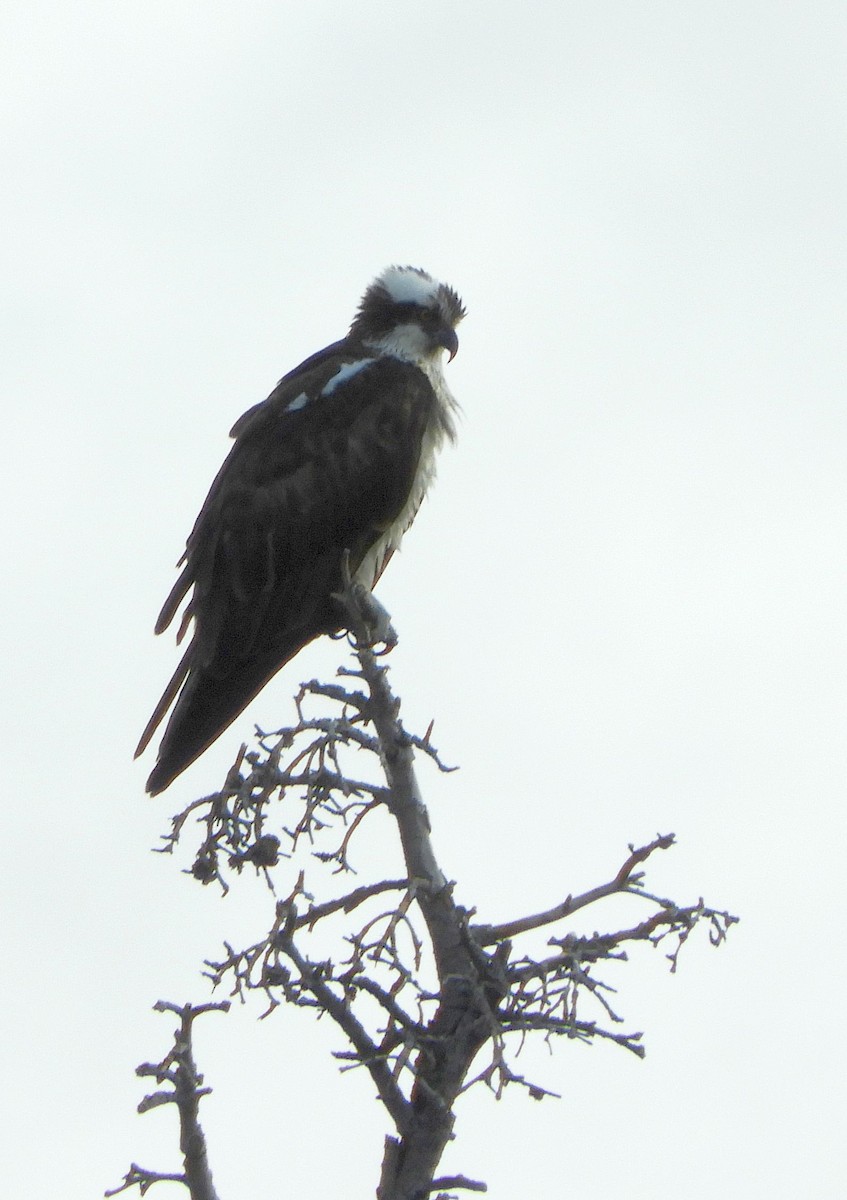 Osprey - ML637846891