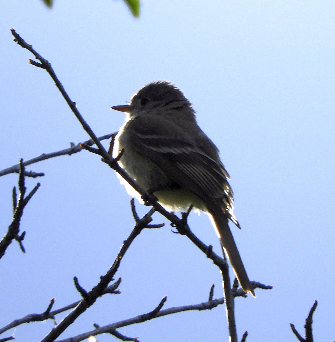 Empidonax sp. - ML637846907