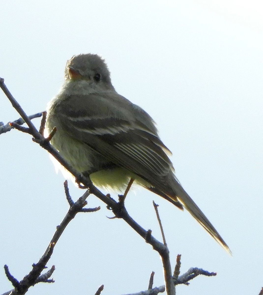 Empidonax sp. - ML637846908