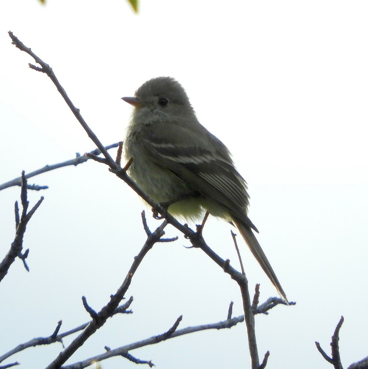 Empidonax sp. - ML637846909