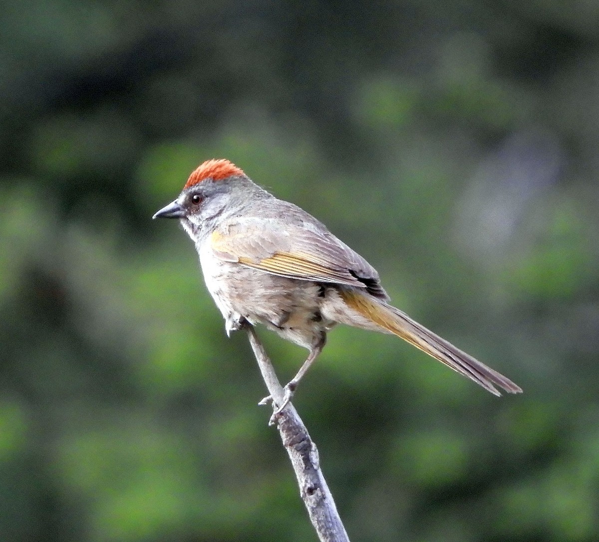 Green-tailed Towhee - ML637846925