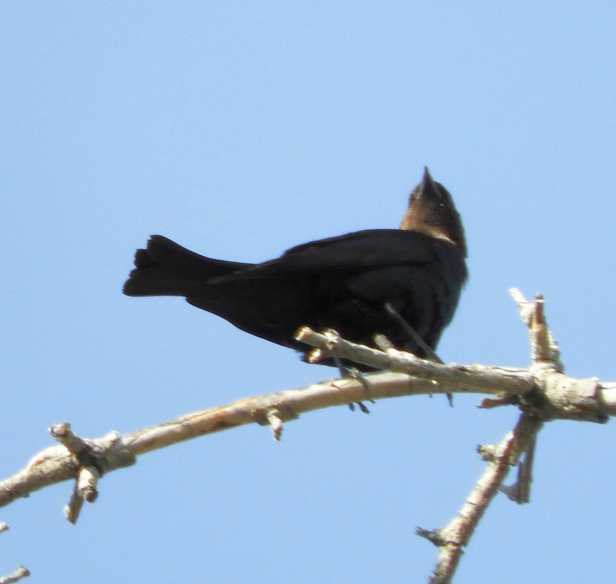 Brown-headed Cowbird - ML637846929