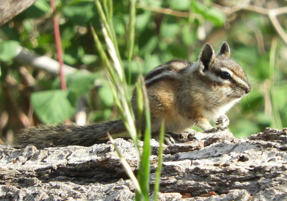 Animals - ML637846953