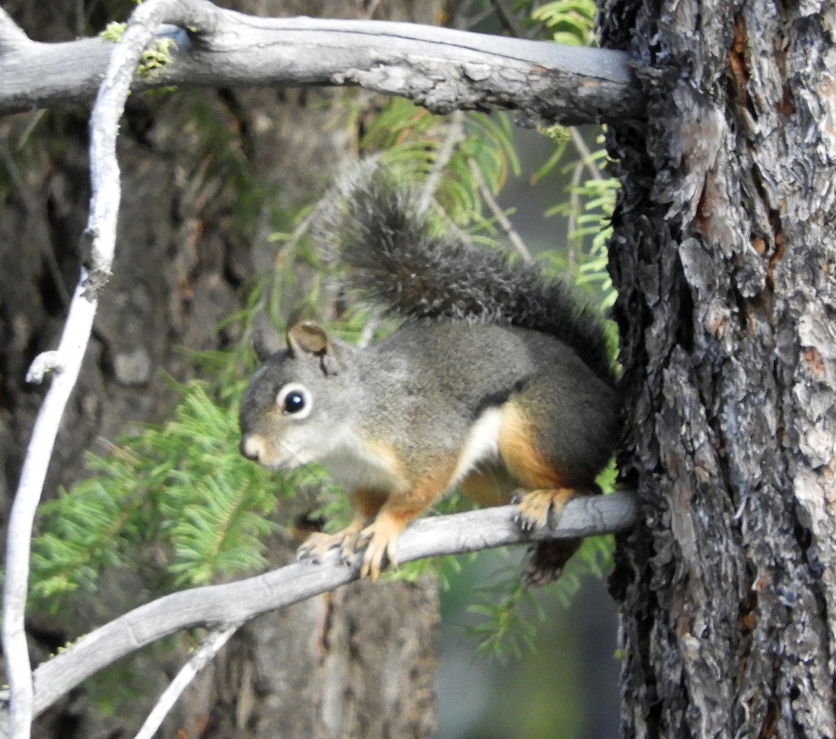 Animals - ML637846954