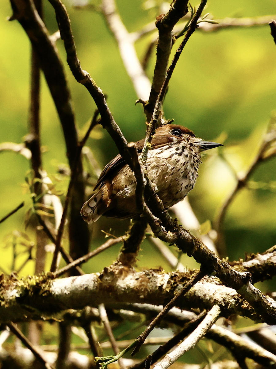 Streifenfaulvogel - ML637846969