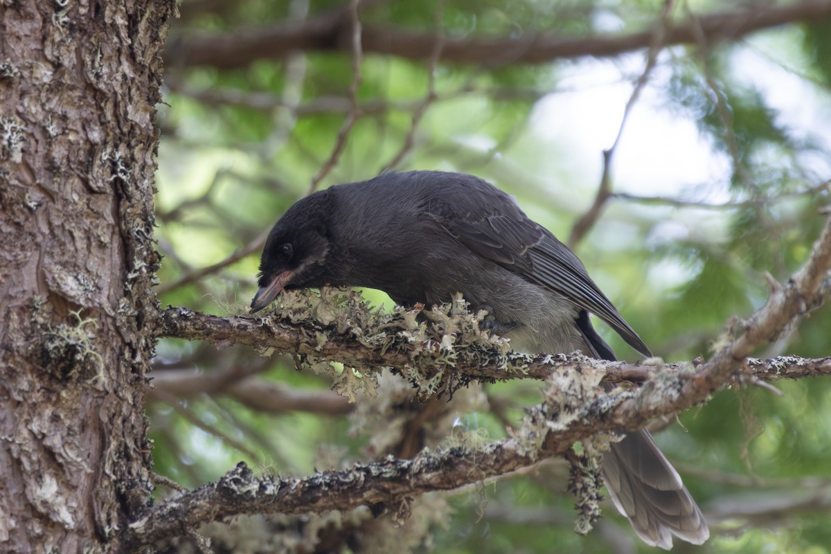 Canada Jay - ML637847009