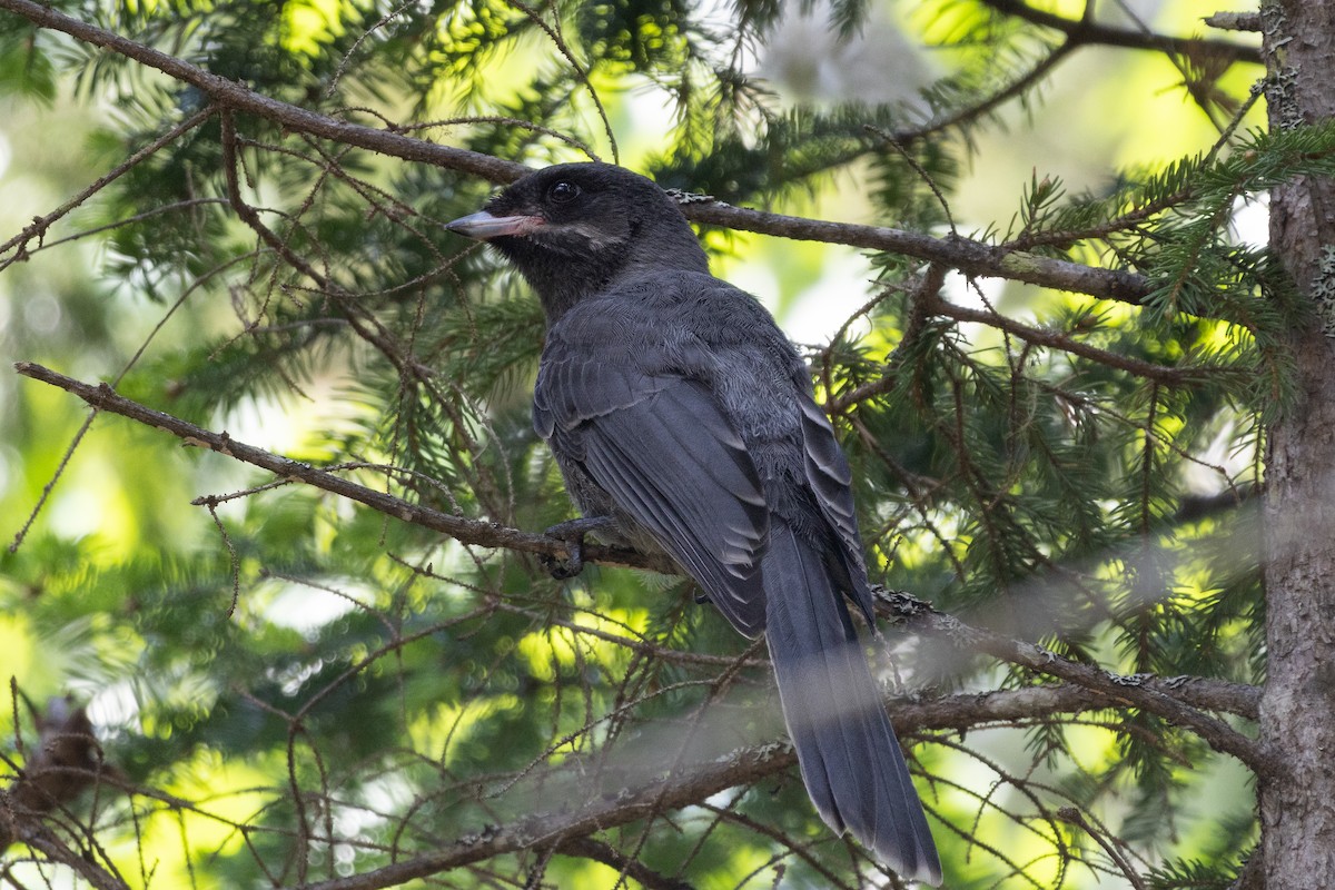 Canada Jay - ML637847010