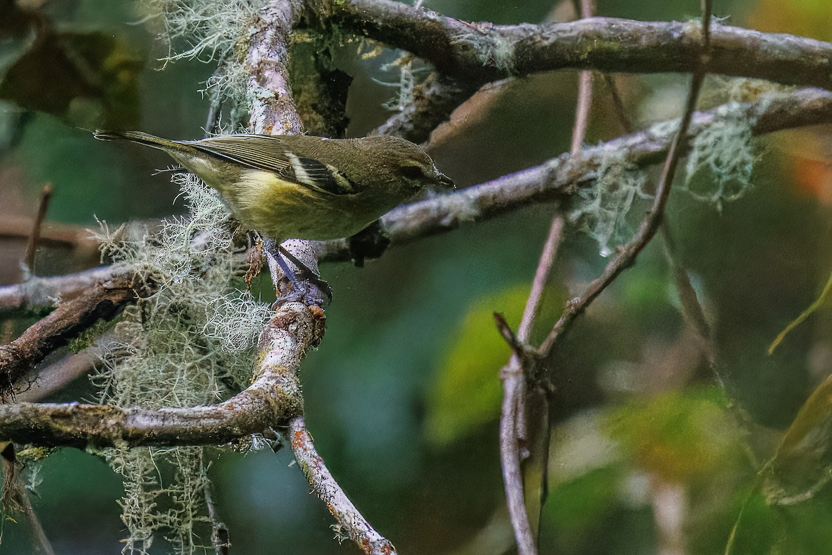 Yellow-winged Vireo - ML637847023