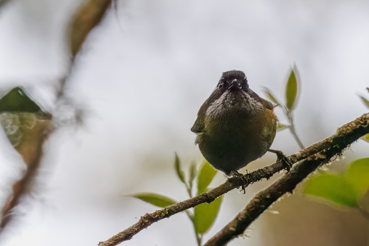 Sooty-capped Chlorospingus - ML637847036