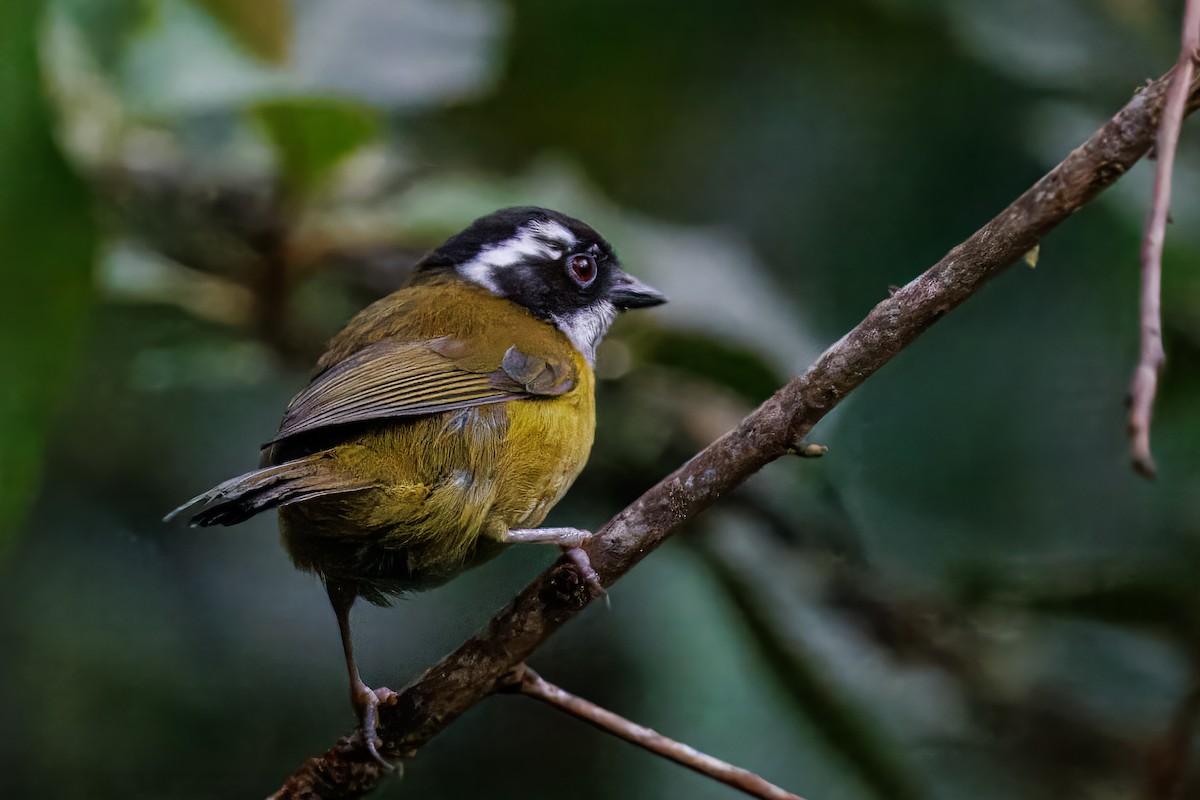 Sooty-capped Chlorospingus - ML637847037