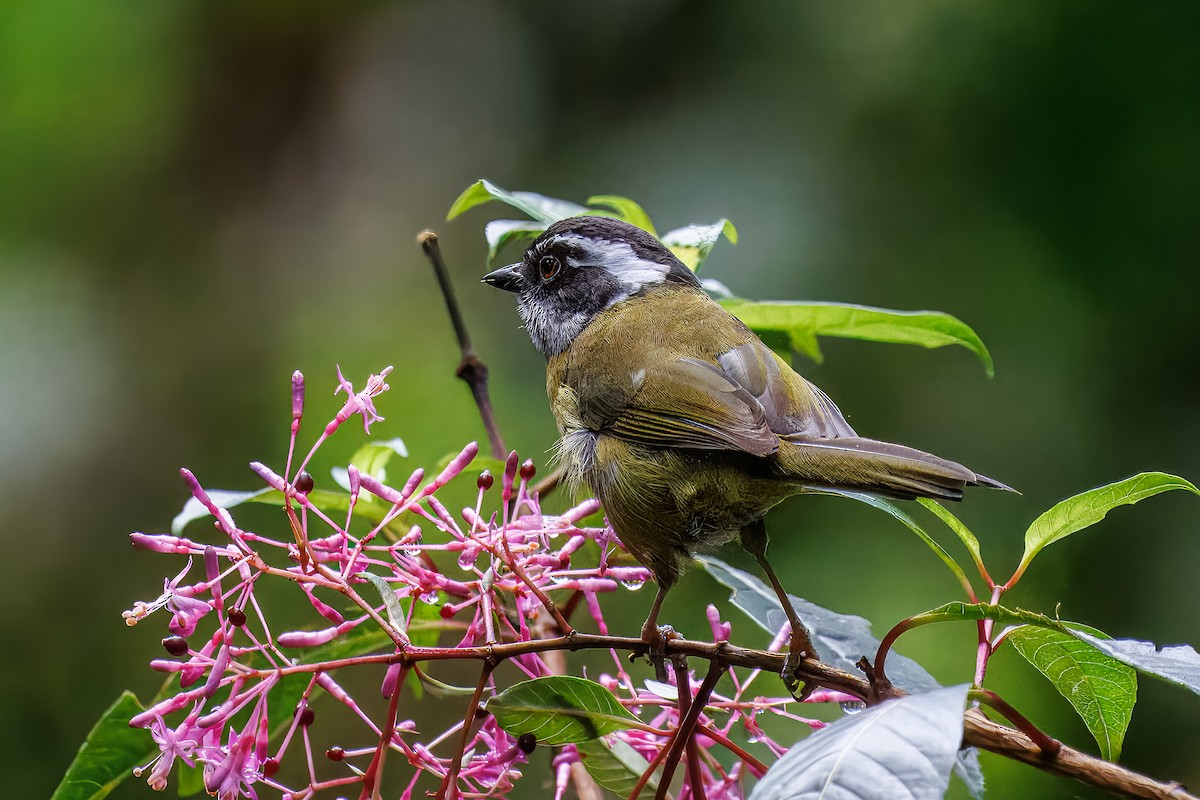 Sooty-capped Chlorospingus - ML637847038