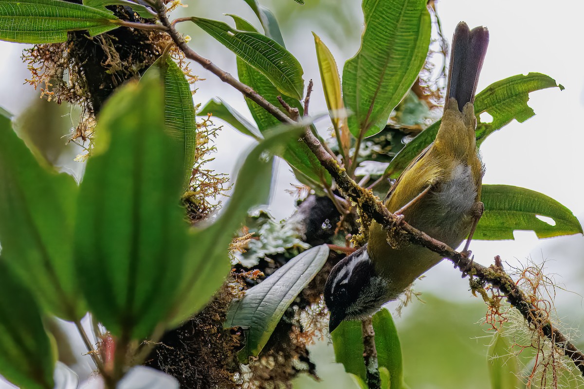 Sooty-capped Chlorospingus - ML637847039