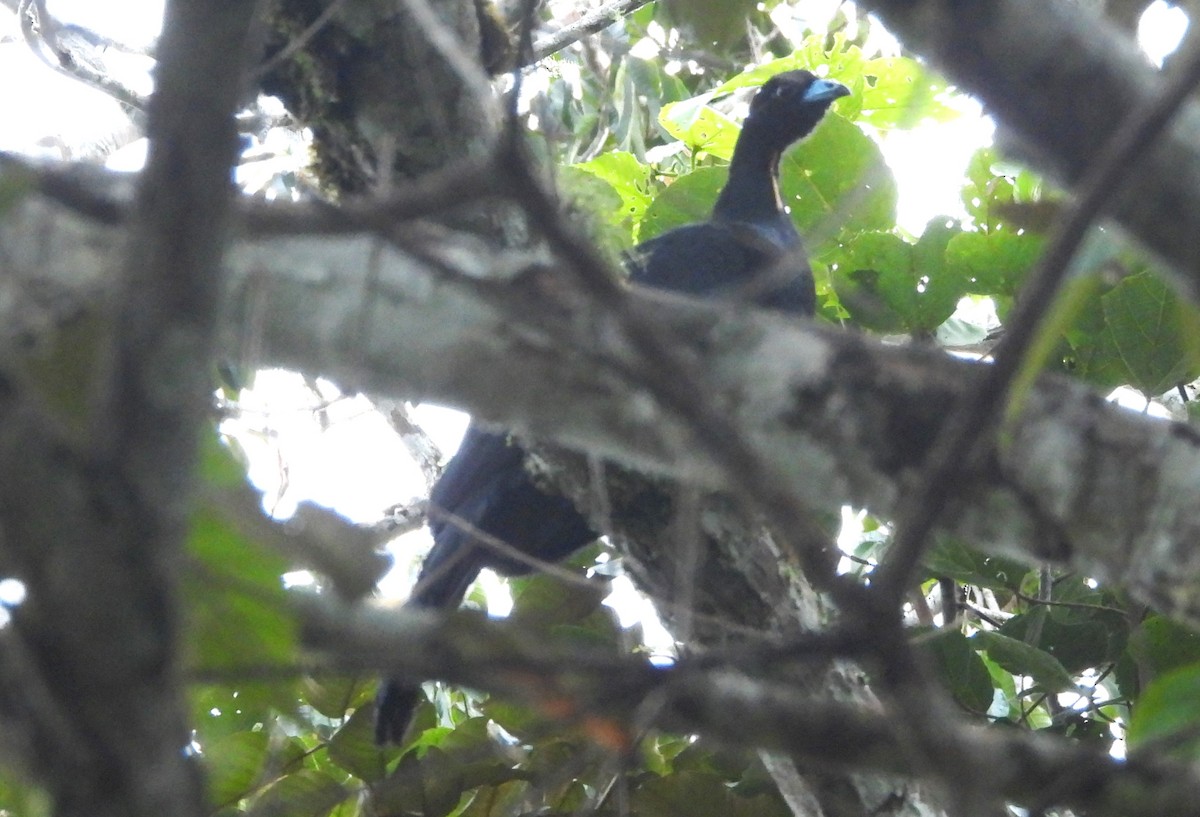 Küpeli Guan - ML637847047