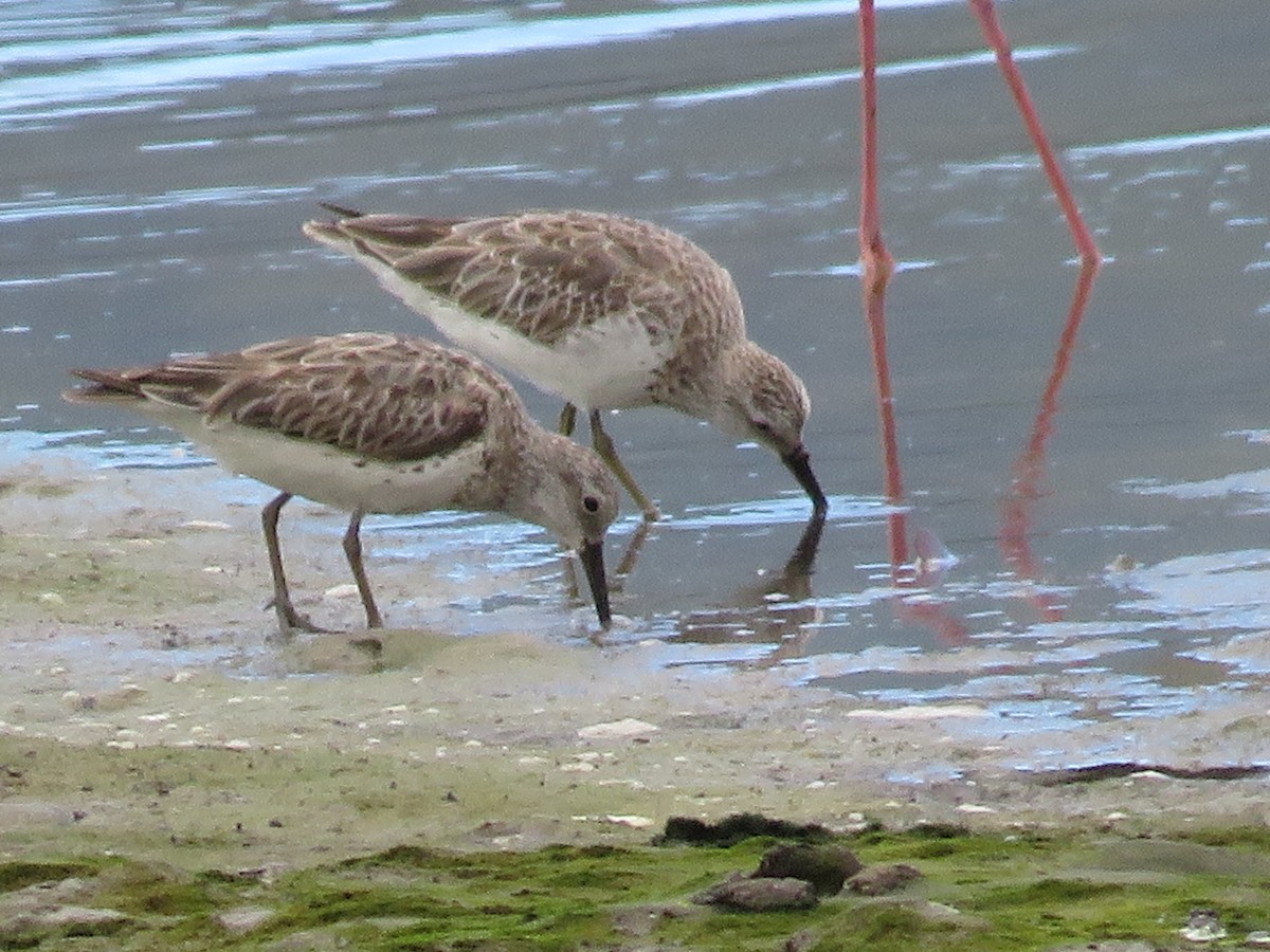Great Knot - ML637847049