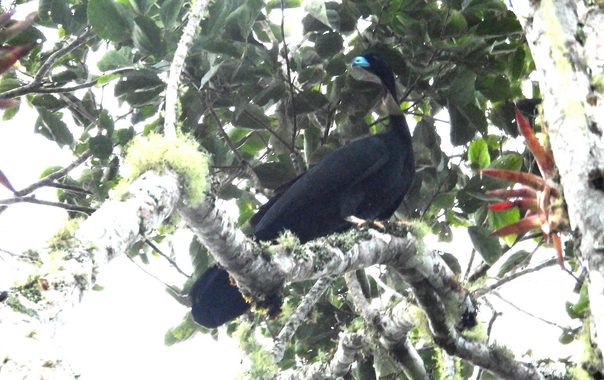 Küpeli Guan - ML637847055