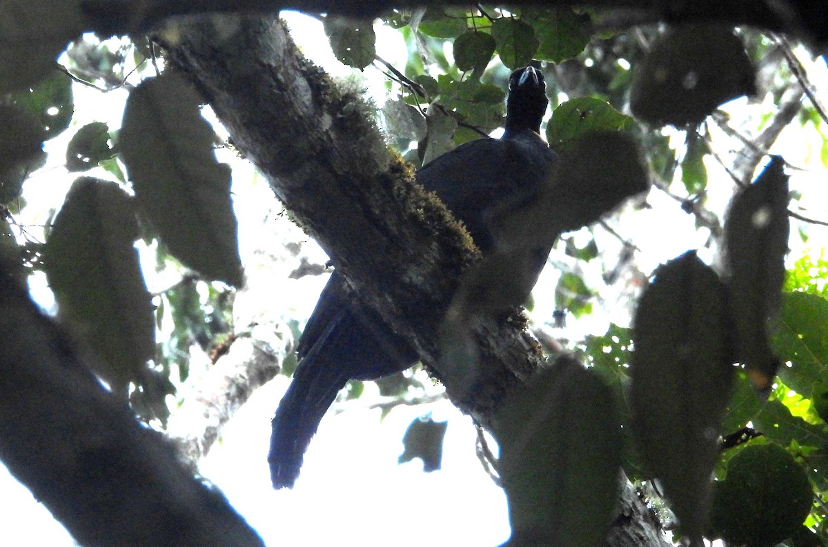 Küpeli Guan - ML637847056